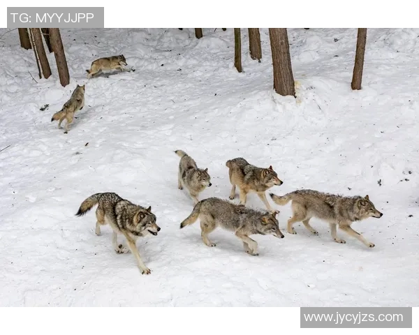 图兵工厂与狼的较量探秘：科技与野性的对决之路